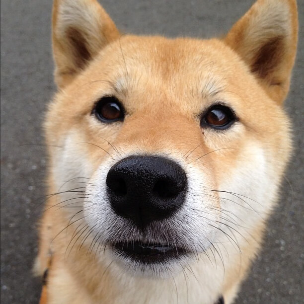 蓝色奇迹,诺里斯如何用一场教科书式逆转,将绿巨人钉在历史性败局中?