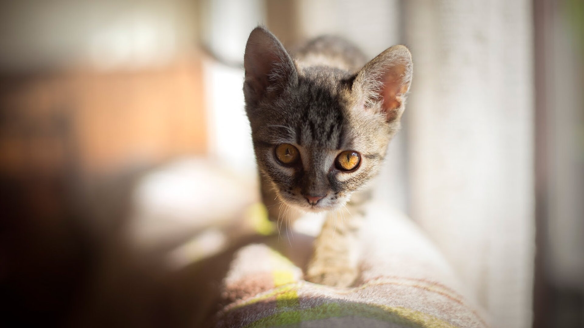 开云体育APP下载-扩展思维