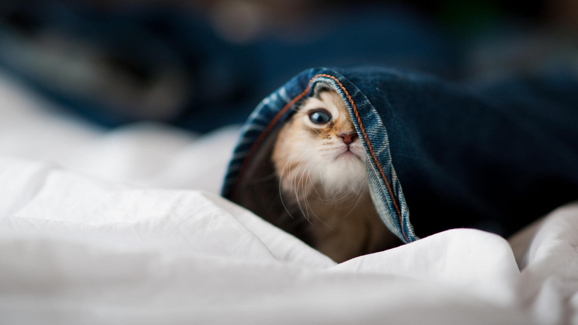 开云体育平台APP-马德里不是终点，加泰罗尼亚见证法拉利血统的觉醒