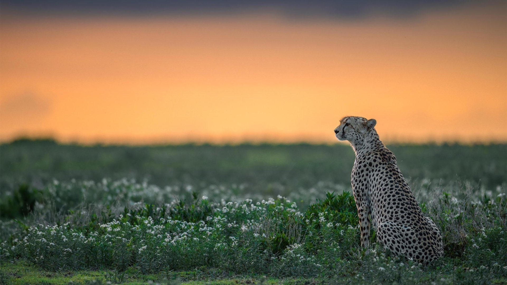 黄鸭组合制霸羽坛！印度队横扫丹麦创历史，双打核心统治全场定乾坤