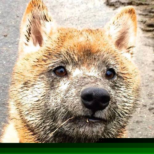 那场未曾发生的胜利，当范弗利特的热血遇上青岛队的山海魂