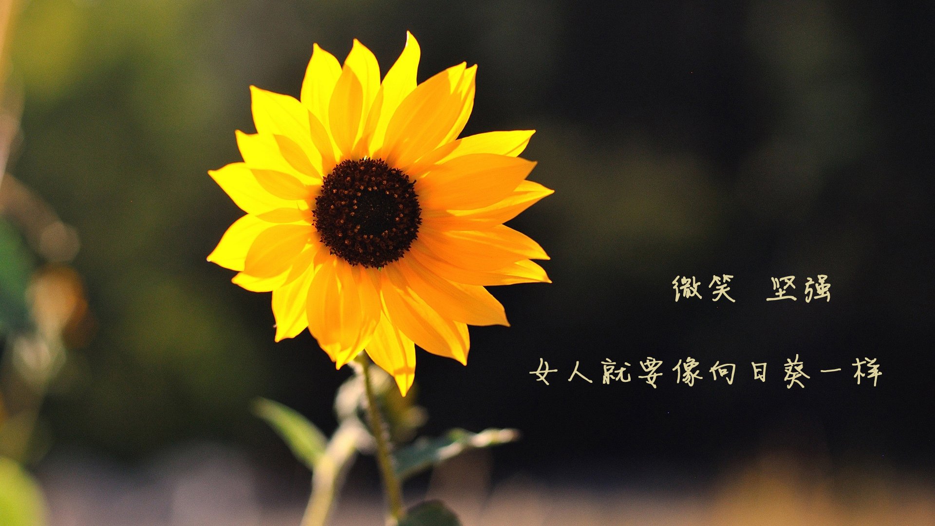 安菲尔德之夜，萨内一剑封喉，红军轻取蓝军展露冠军相