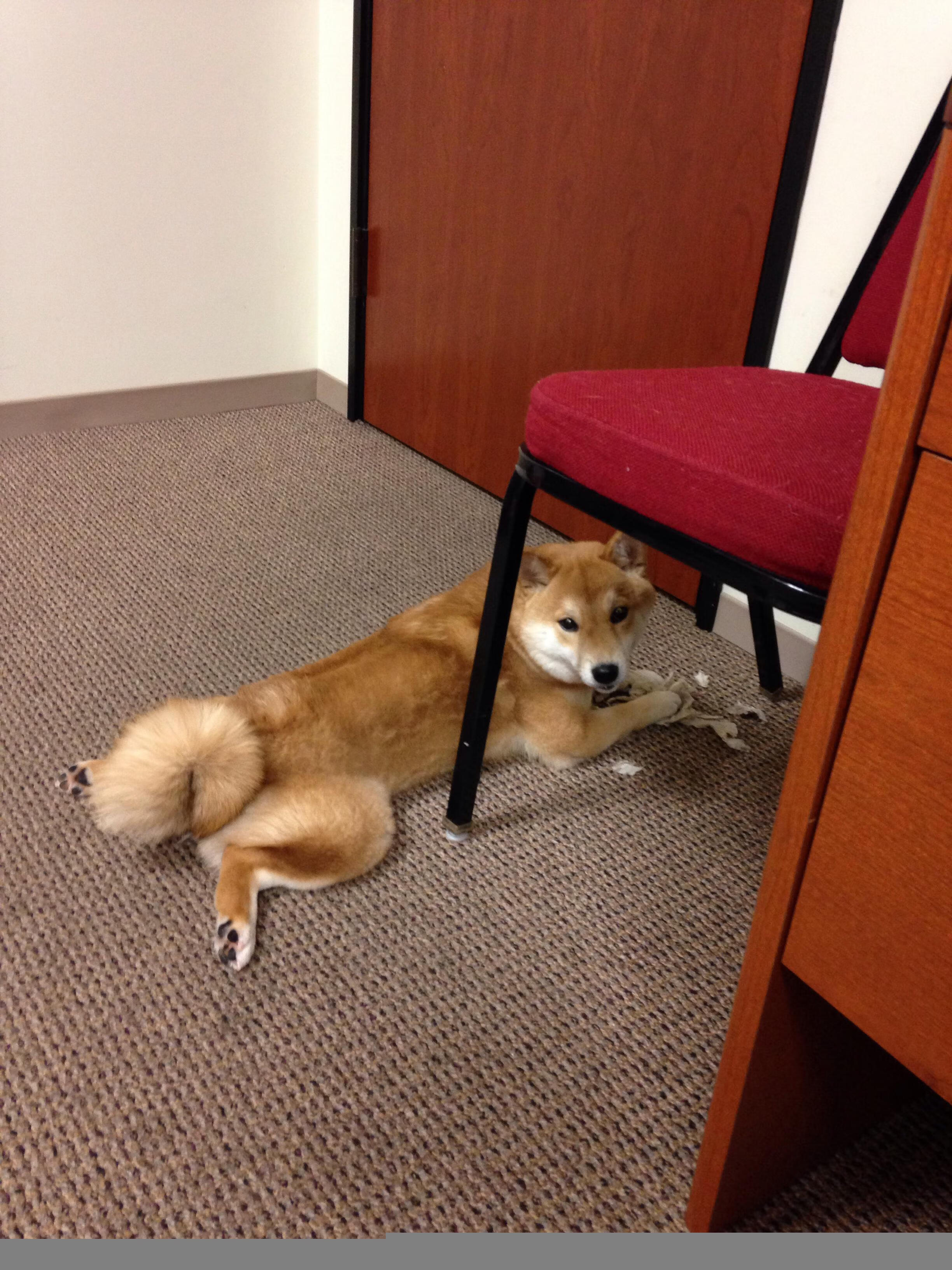 开云体育中国-绿茵场上的文艺复兴，若日尼奥的佛罗伦萨时刻与南美足球的委内瑞拉式绝境