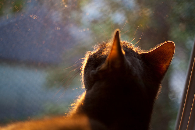 看到这个充满想象力的关键词组合，确实需要一个能将其融为一体、又不落俗套的标题