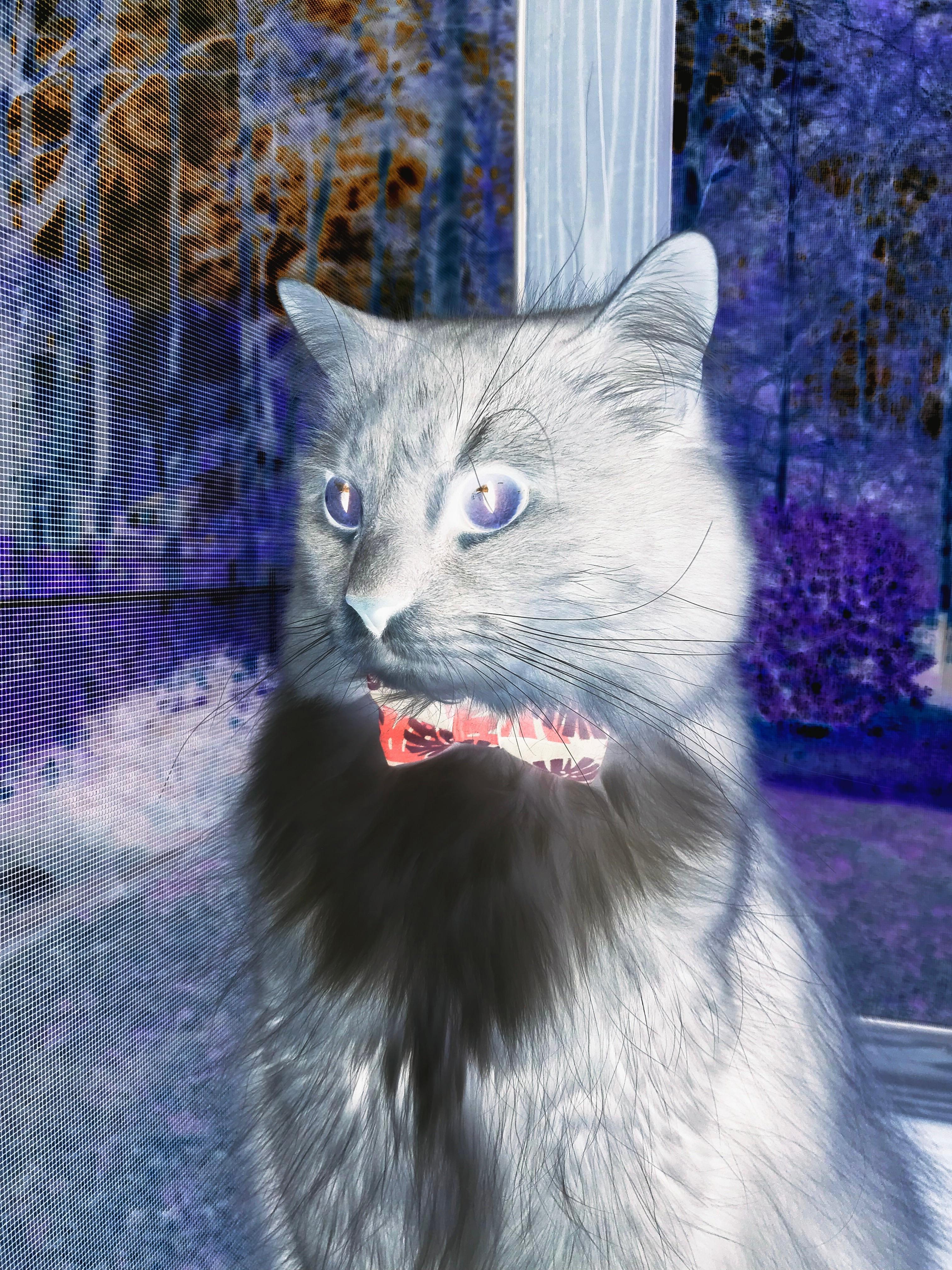 开云体育官网-浴火重生，三笘薰的冰与火之歌—佛罗伦萨客场踏平冰岛纪实