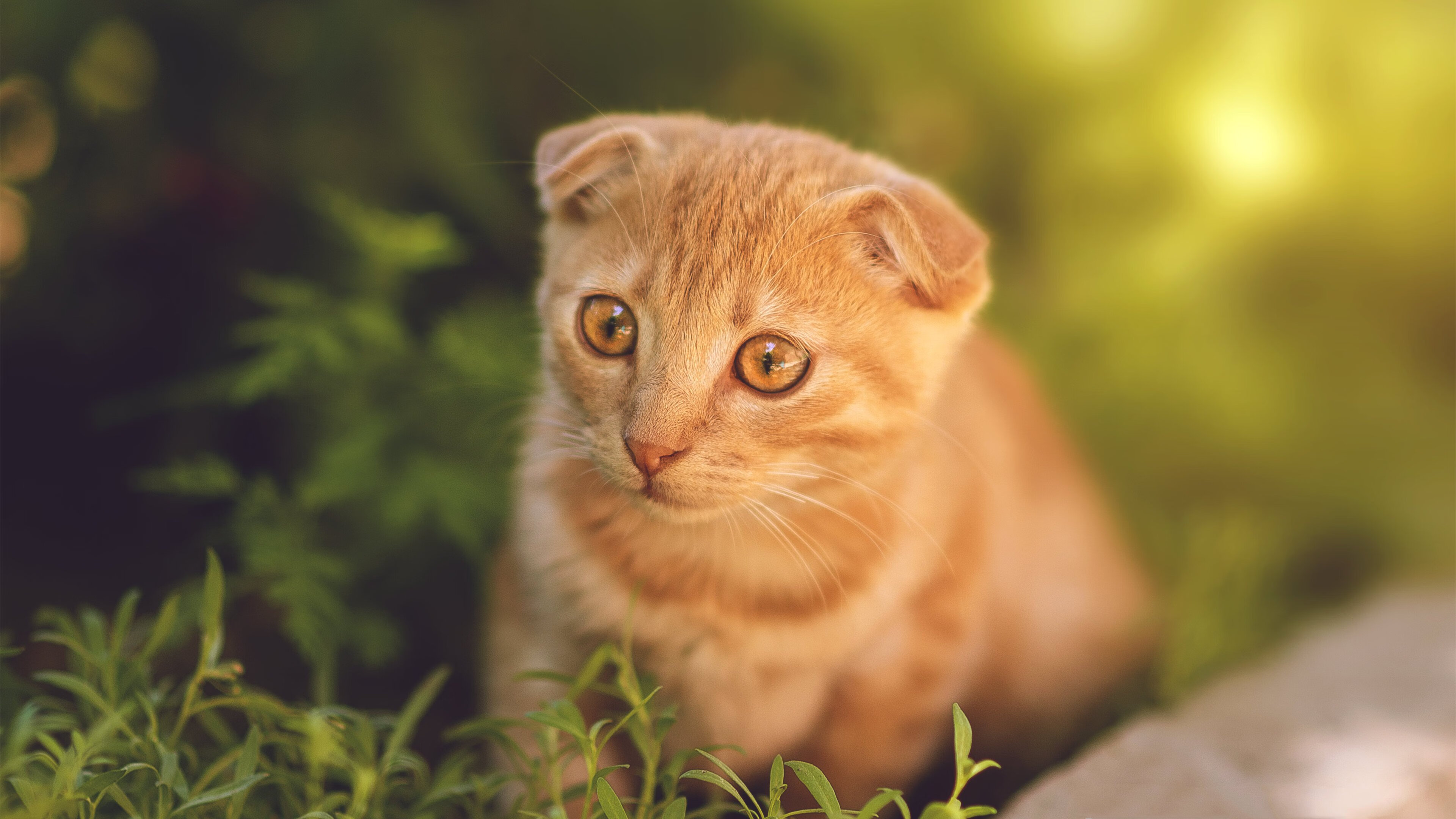 开云体育APP下载-风暴之眼，从上海滩的火力网到莫兰特的2026接管宣言