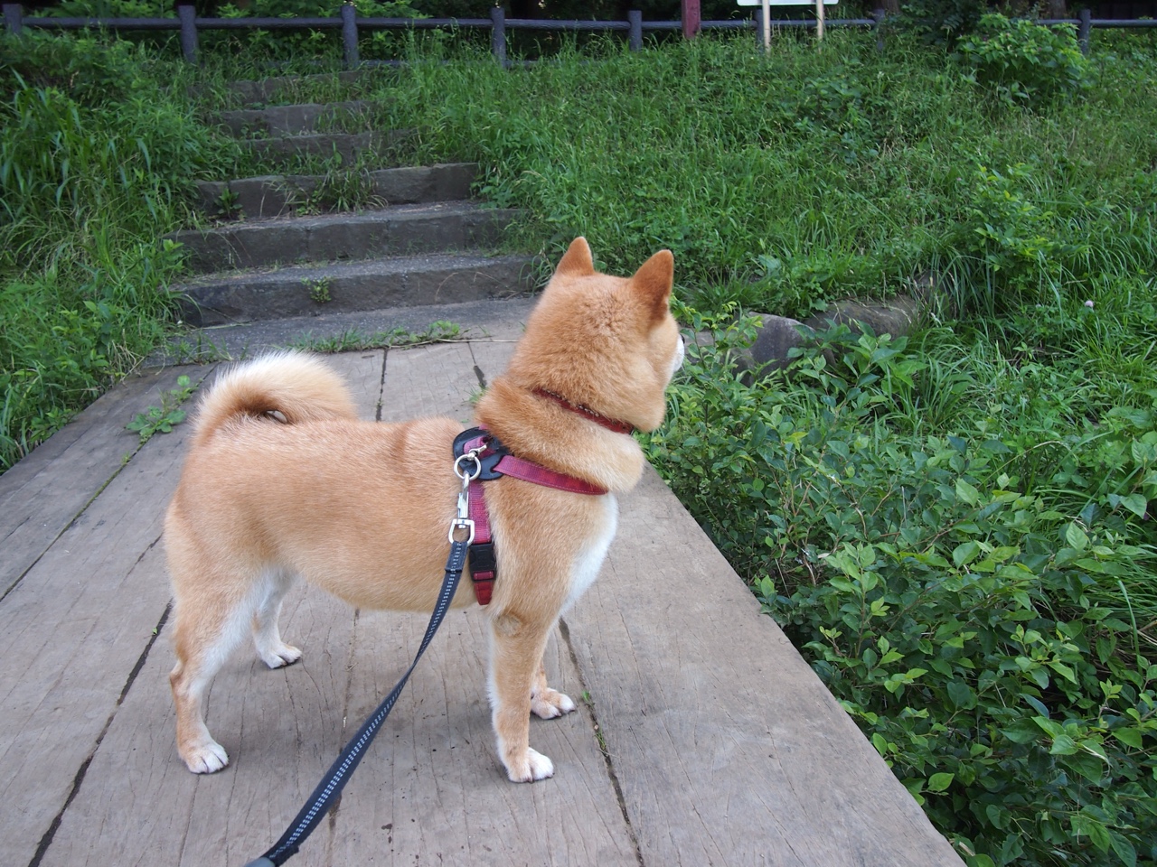 开云sport-长矛刺穿盾牌？戈贝尔用22+20+5告诉勇士，时代变了