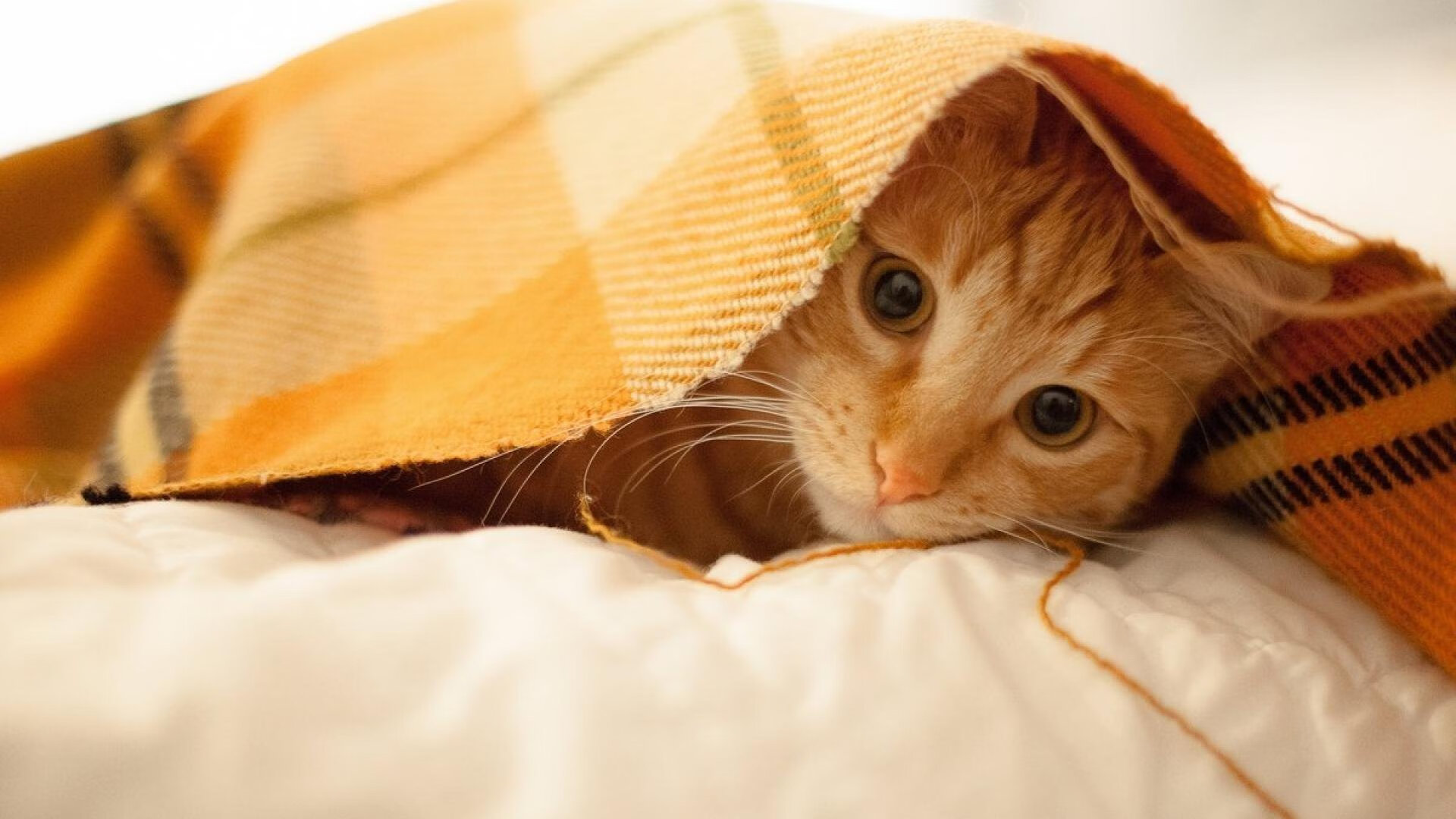 单节26+15！浓眉这一夜，让整个系列赛提前下班