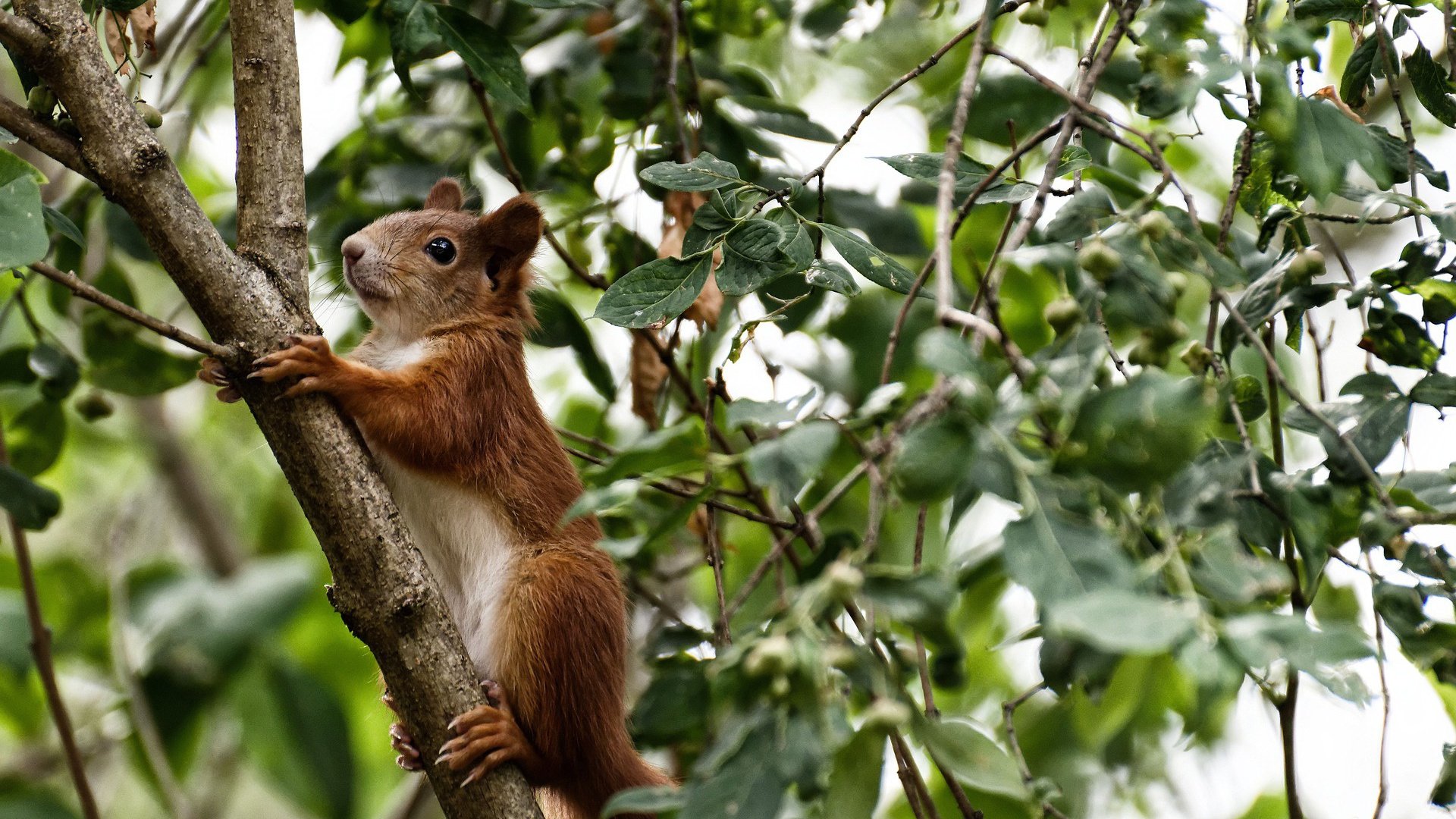 铁血战神凯恩一剑封喉！毕尔巴鄂的死亡之舞与摩纳哥的叹息