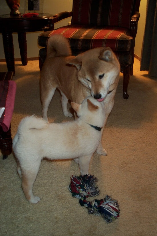 绿茵传奇门将！库尔图瓦压哨头球绝杀 皇马2-1惊魂逆转中国明星联队