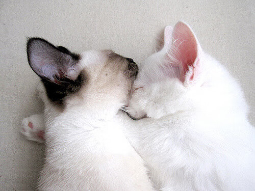 斗牛士锋芒毕露，西班牙在美加墨世界杯焦点战中制霸奥地利