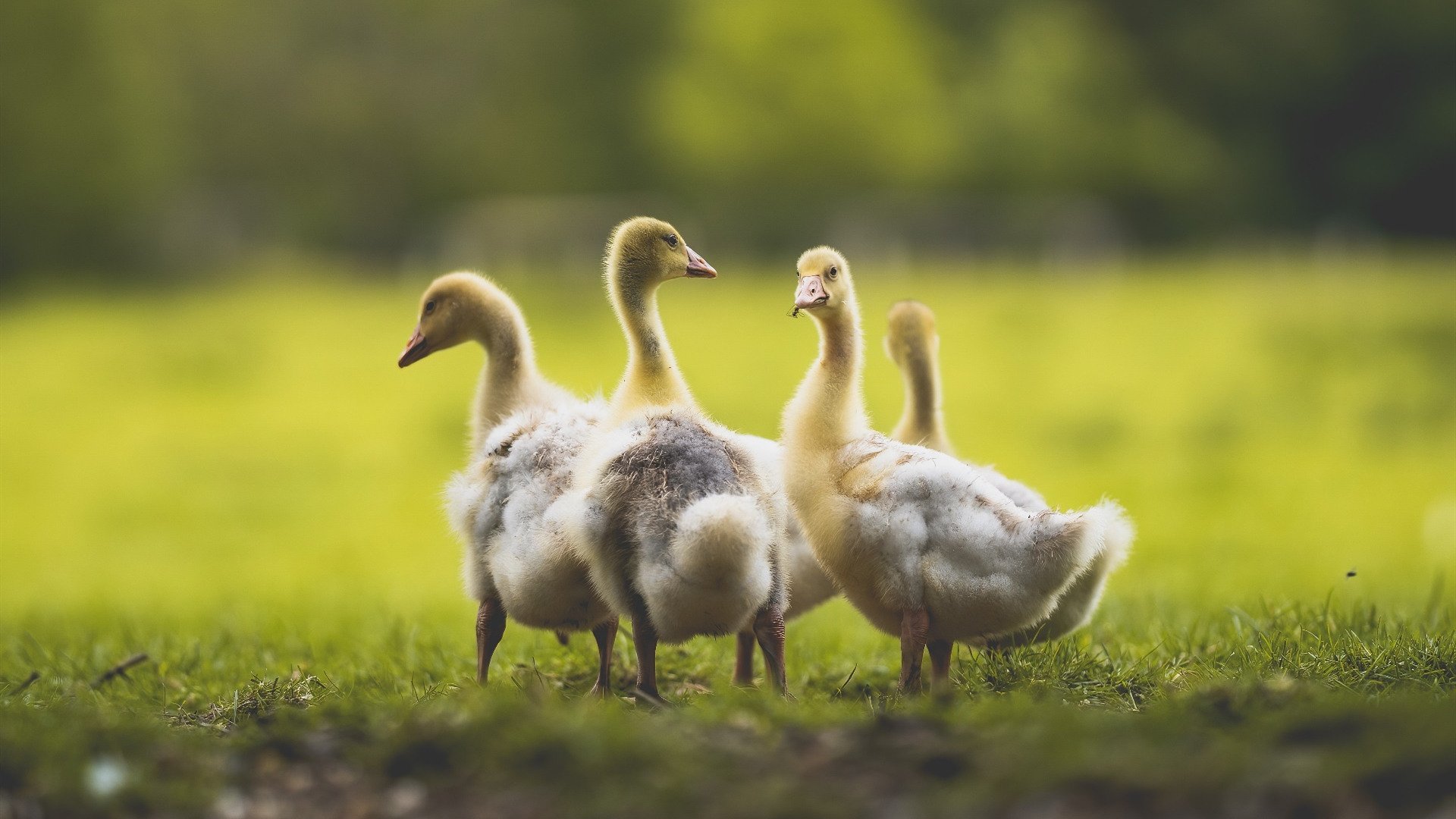 铁幕之下，当福克斯筑起防守高墙，尼克斯的横扫便已成定局