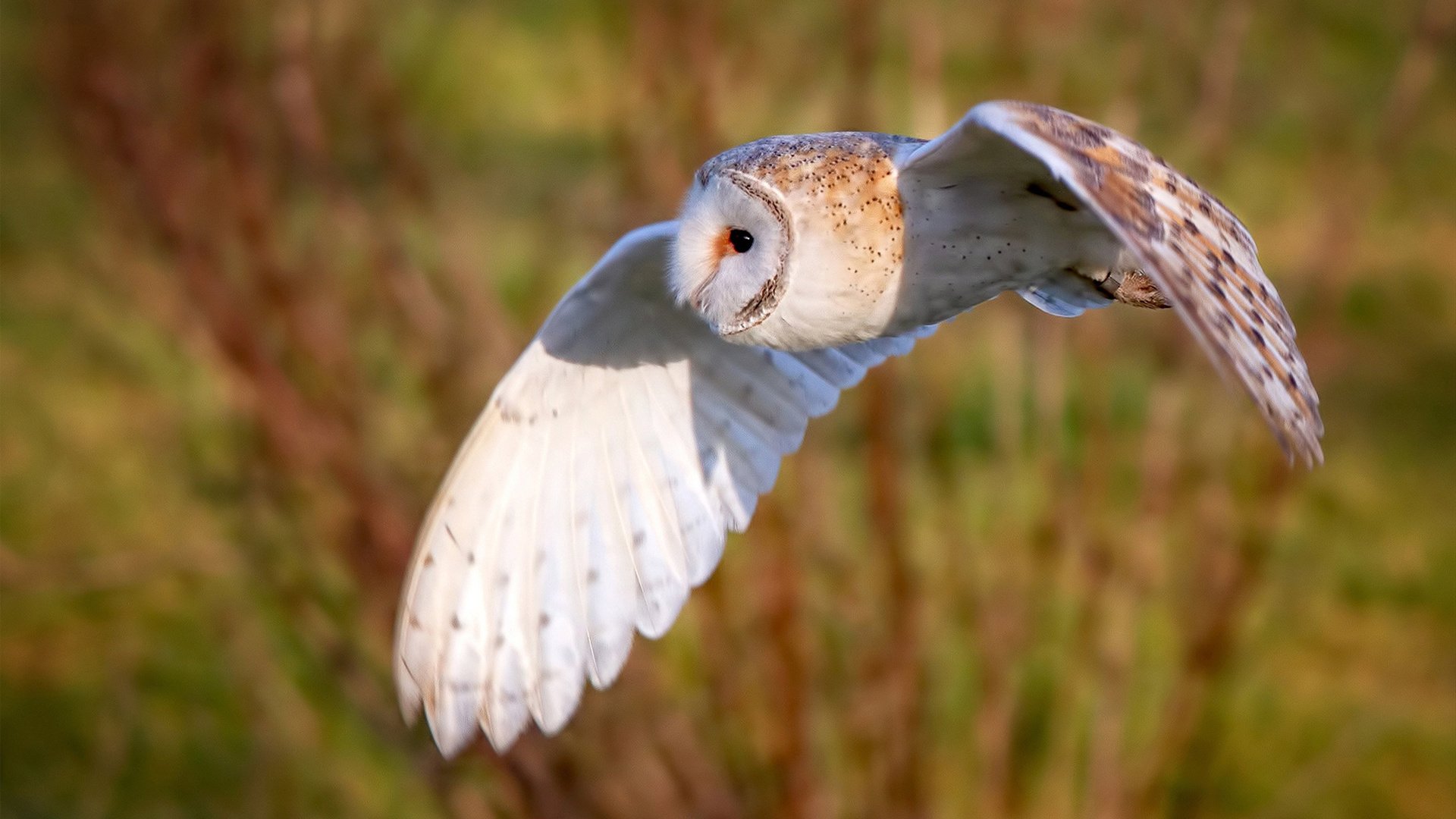 斯通斯的时间魔法，当一粒石子激起阿拉伯足球的量子涟漪