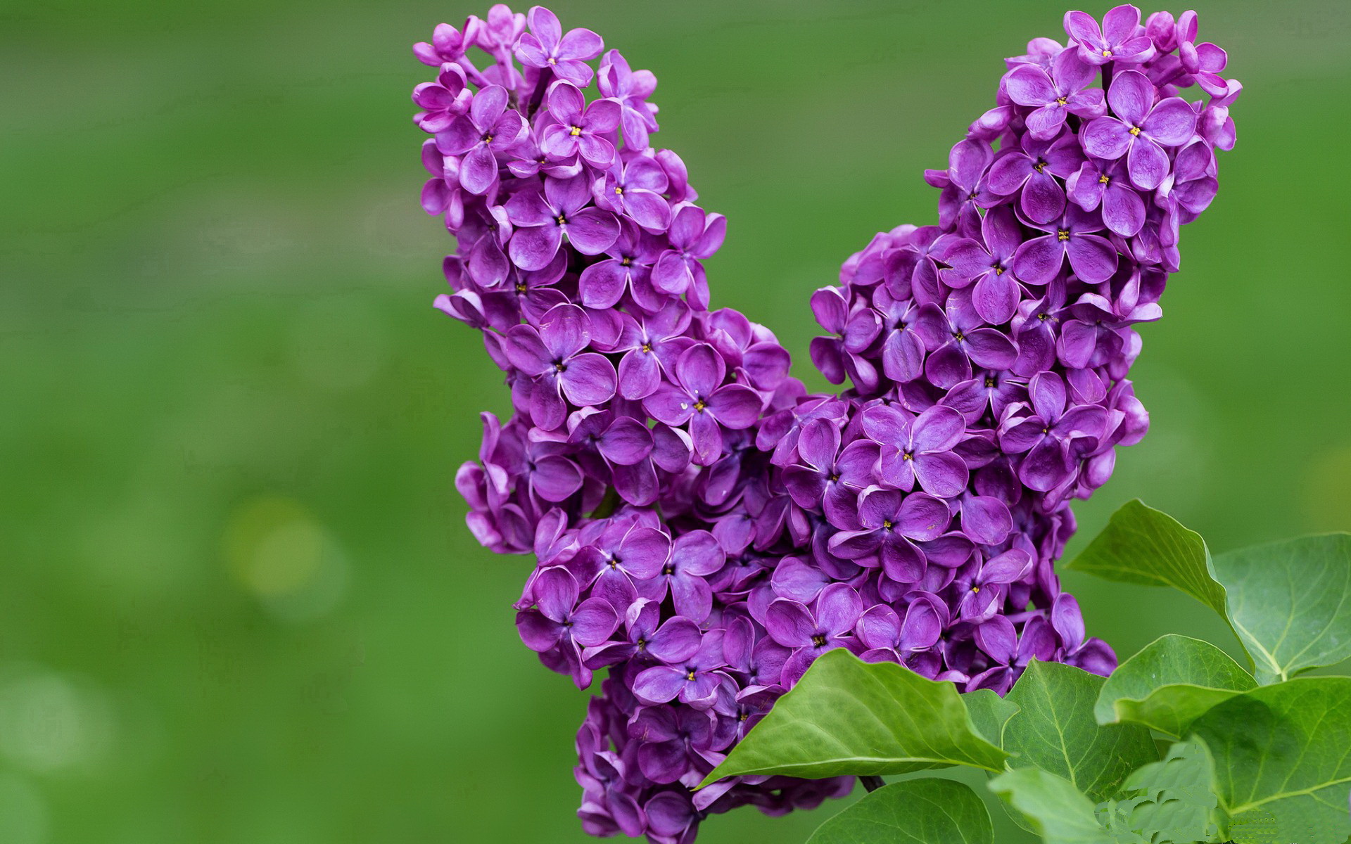 开云体育在线-欧冠之盾，于无声处听惊雷—库尔图瓦的六百分钟不破金身