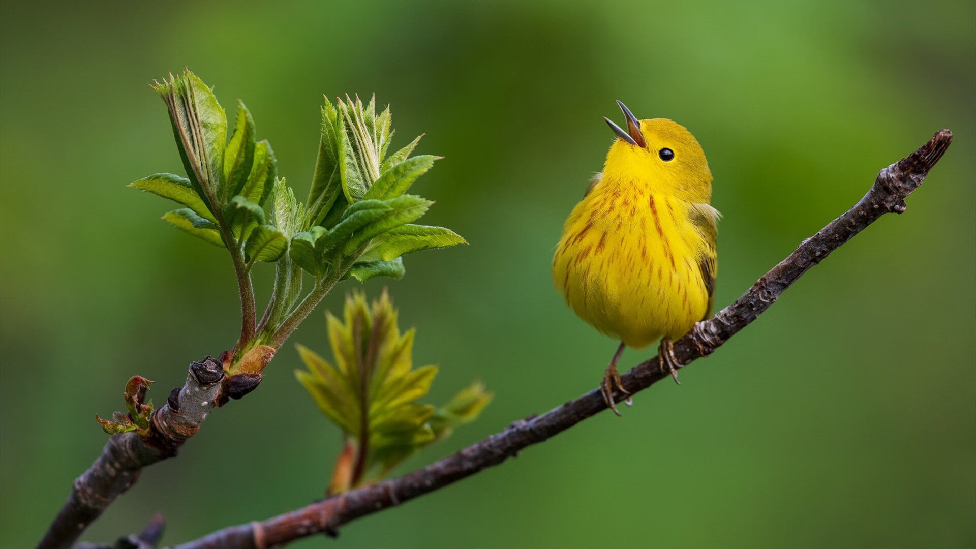 从绿茵场到城市赛道，突尼斯连击克罗地亚与加维的F1统治—连续压制的竞技美学