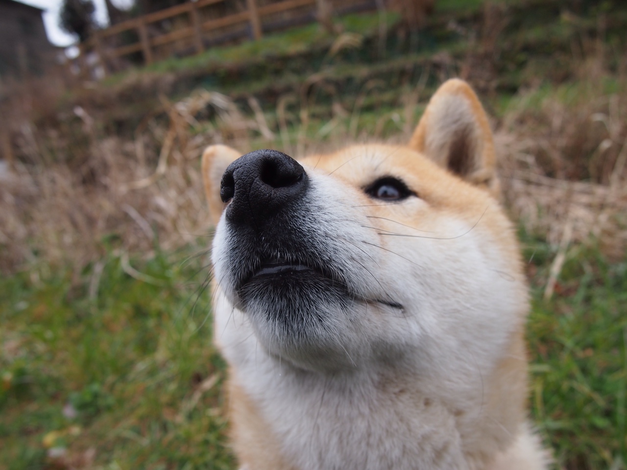 寒夜绽星芒，莱比锡红牛阵前，无名蒂亚戈的远征
