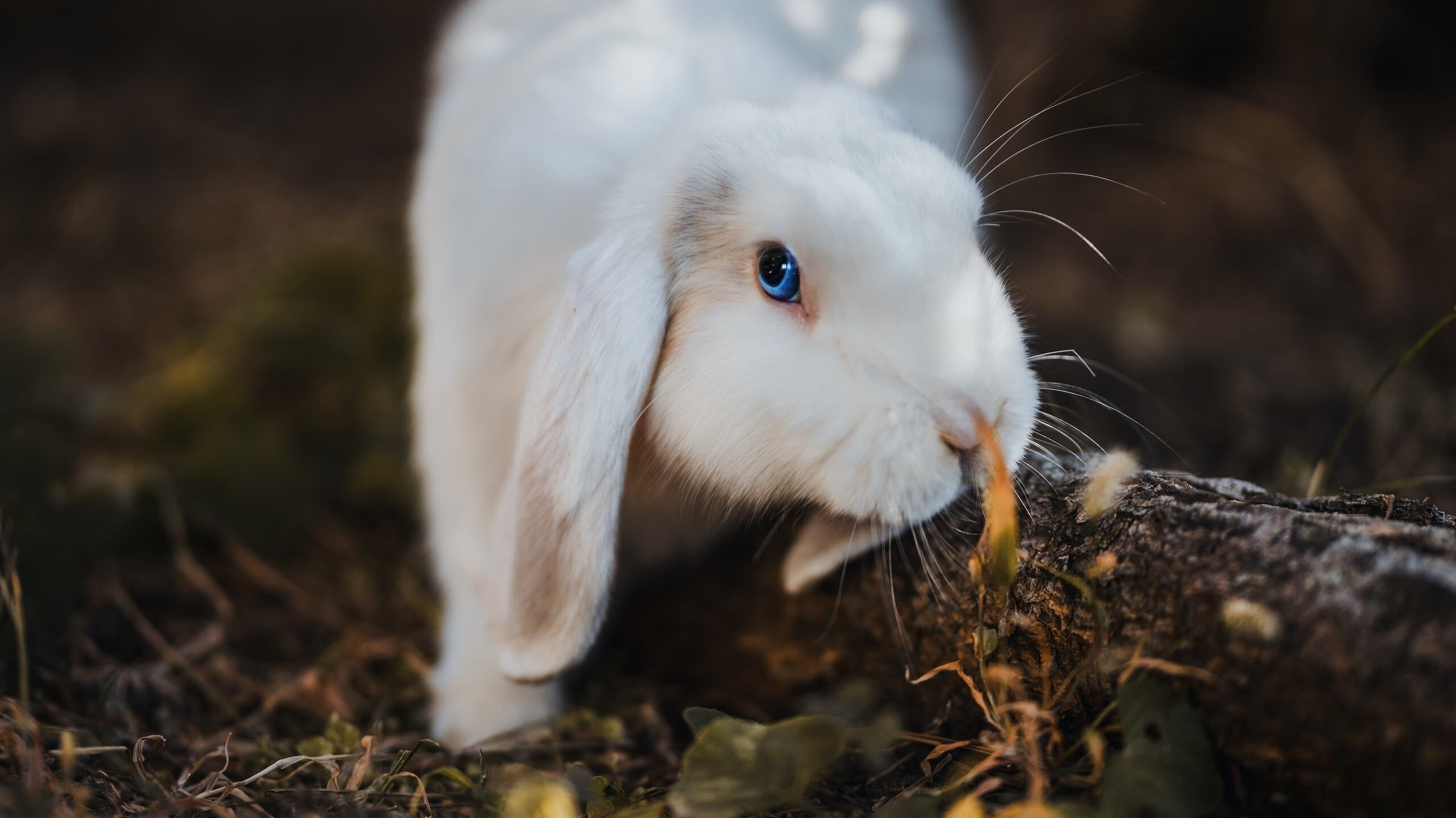 开云体育入口-欧文暴走演绎无解进攻美学，掘金苦战浙江仍陷神仙球绝望