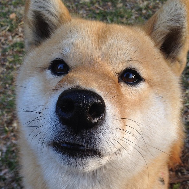 当引擎咆哮取代心跳，F1揭幕战夜的班凯罗式能量统治