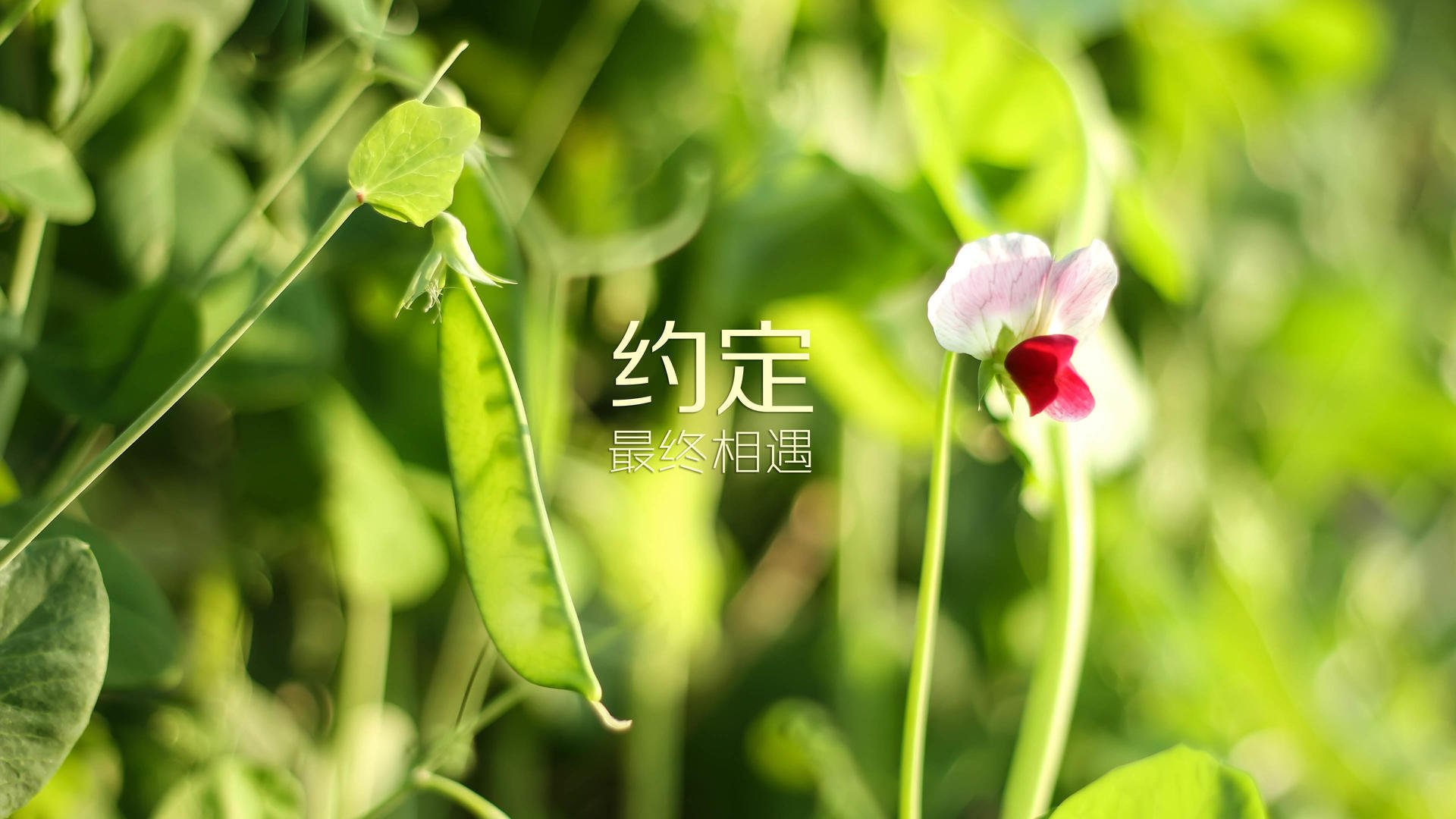 命运之战的独白,2026世界杯D组,葡萄牙与荷兰的巅峰对决,凯恩化身关键先生