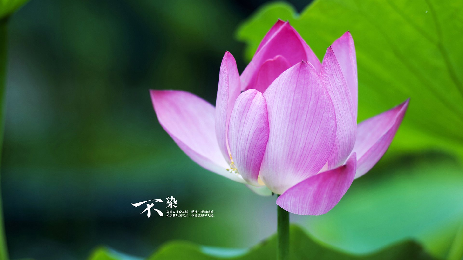 逆转之夜，节奏为王，当越南铁骑踏碎北欧童话，京多安一剑封喉定乾坤